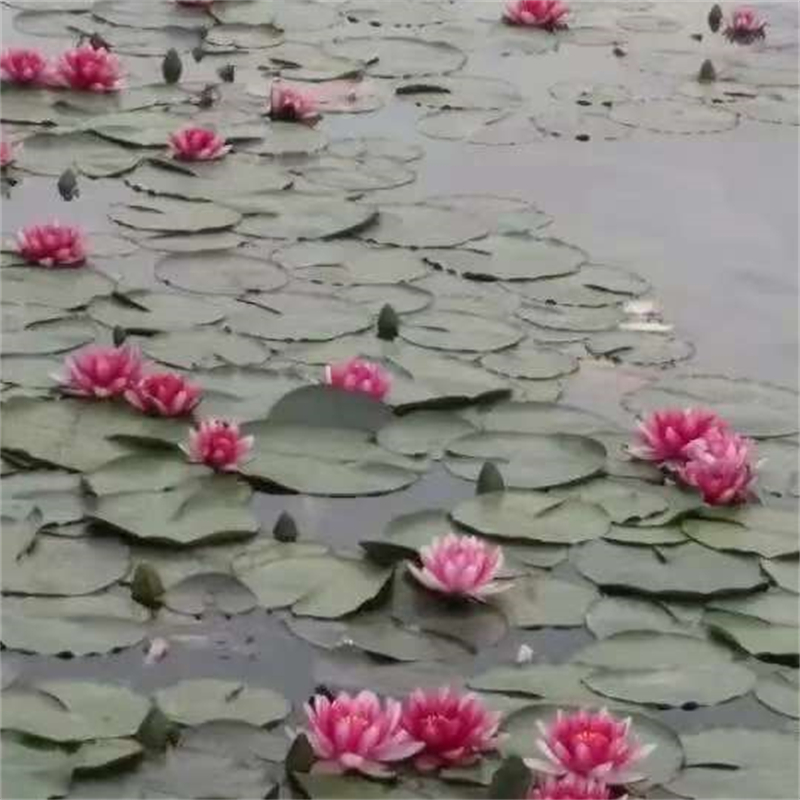 供应批发深水荷花苗-省心