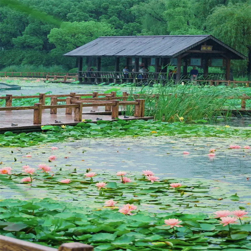 睡莲、睡莲生产厂家