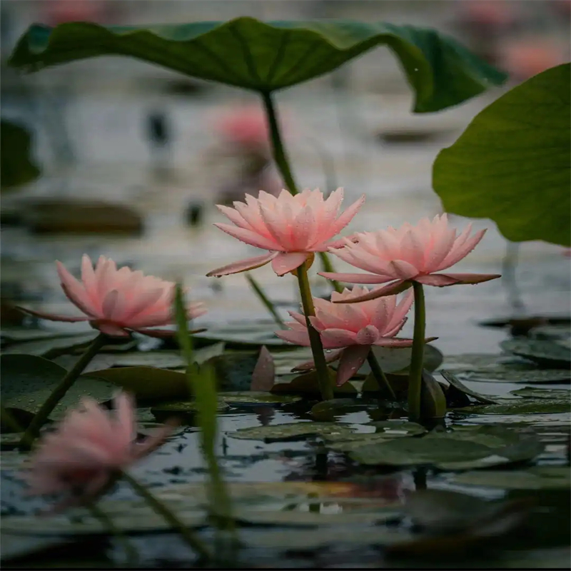 睡莲的花语和寓意常规货源充足