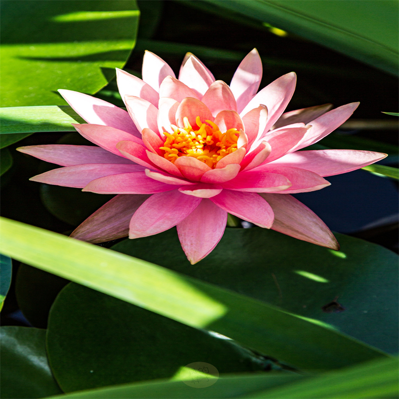 睡莲种苗上门施工