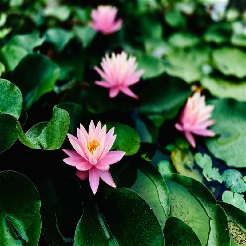 精品睡莲生产经验丰富