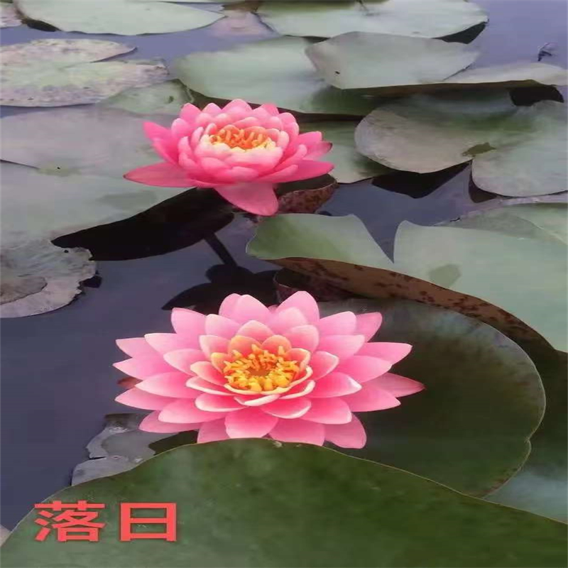 睡莲、睡莲生产厂家