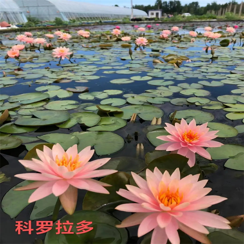 睡莲的花语和寓意服务至上