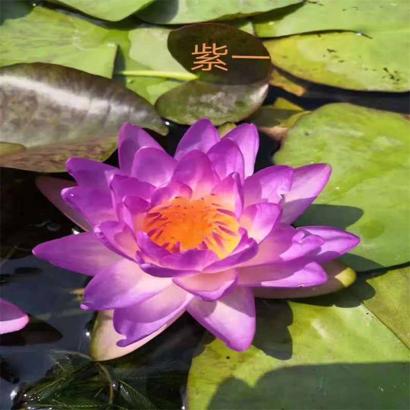 睡莲的花语和寓意常规货源充足