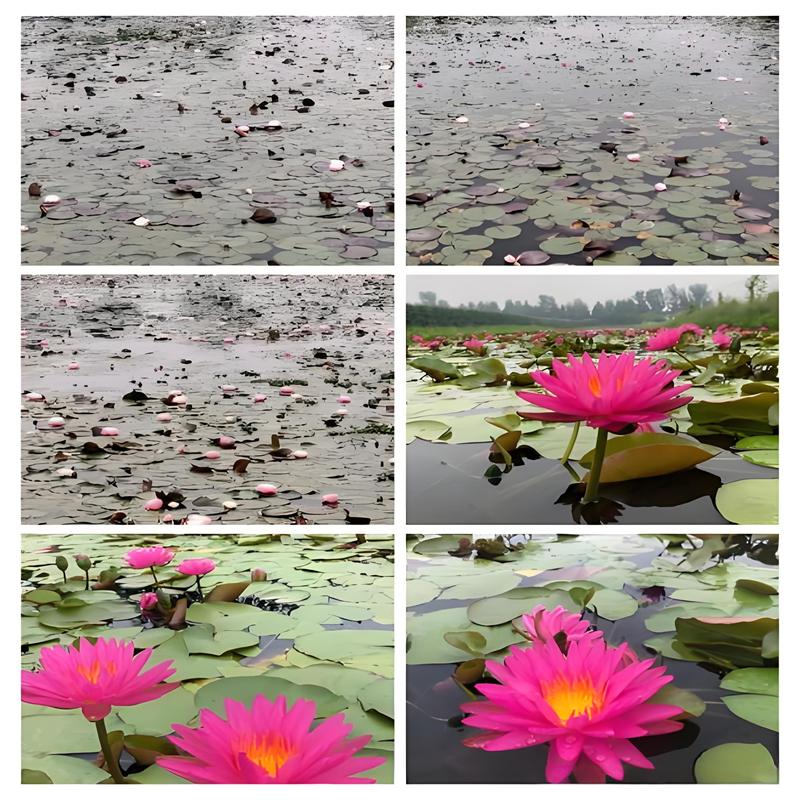 生产睡莲冬天怎样过冬_品牌厂家