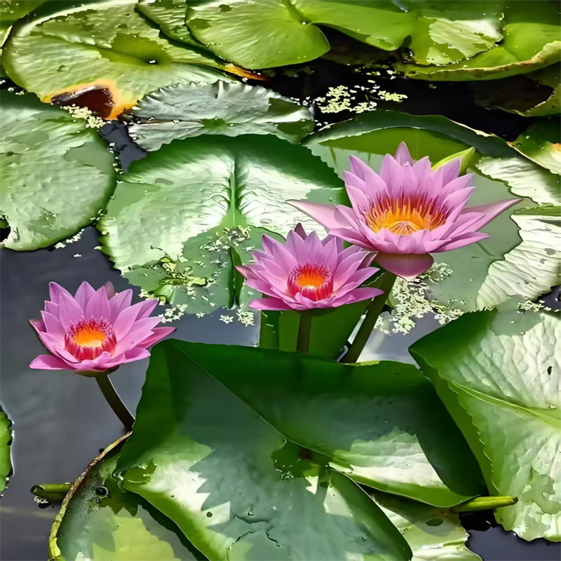 购买睡莲和荷花的区别【无中间商】本土公司