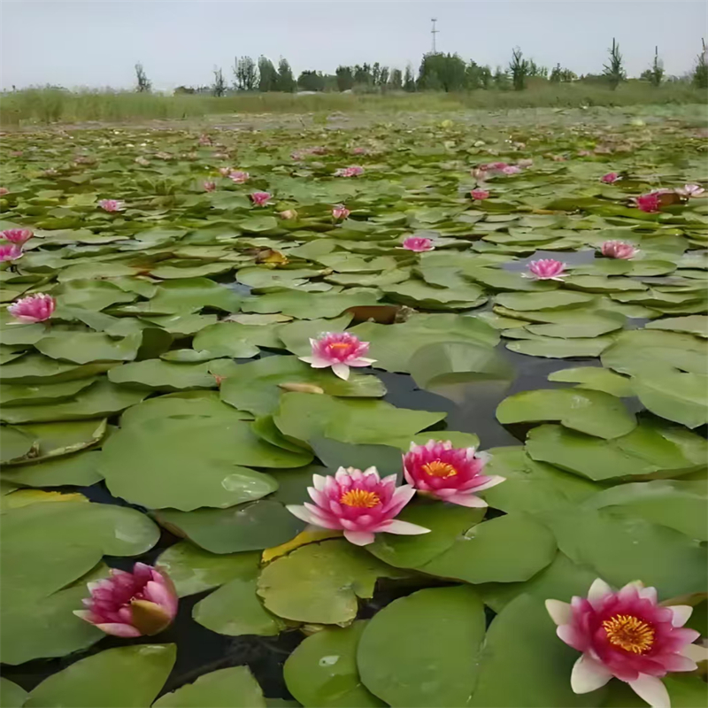 睡莲和荷花的区别、睡莲和荷花的区别生产厂家-库存充足