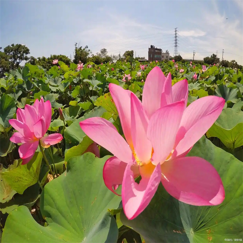 重信誉观赏荷花厂家