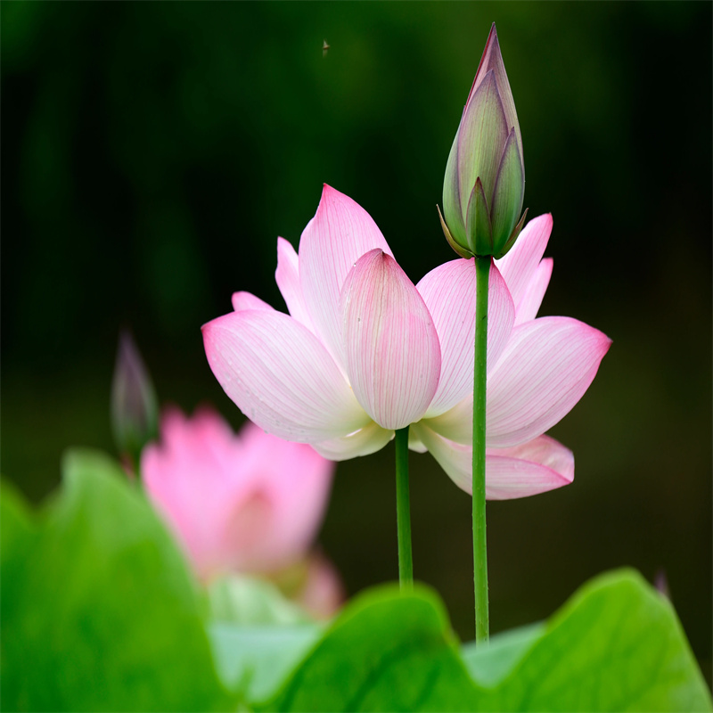 可定制的荷花苗品牌厂家