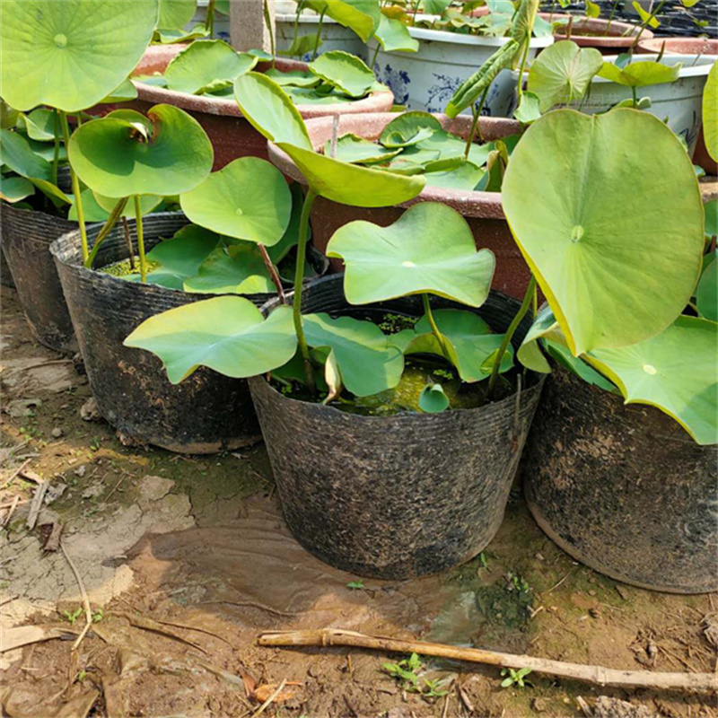 可定制的荷花苗品牌厂家