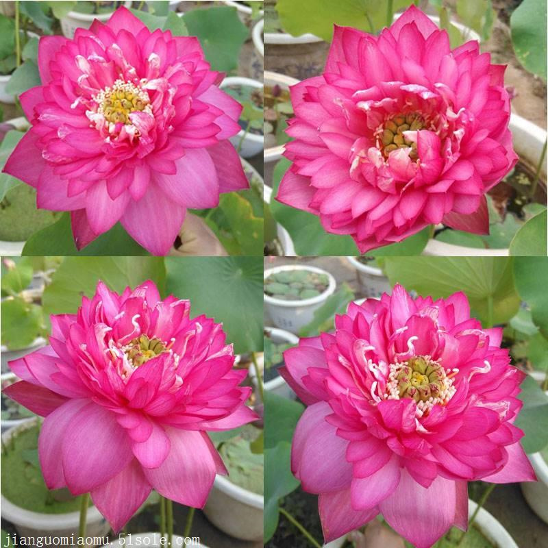 精品荷花苗、精品荷花苗厂家_规格齐全本地区公司