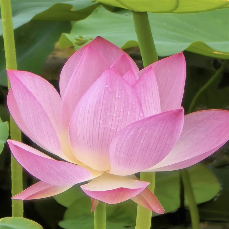 大型荷花苗质量广受好评