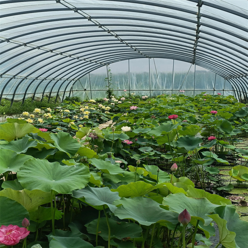 耐寒荷花苗商家