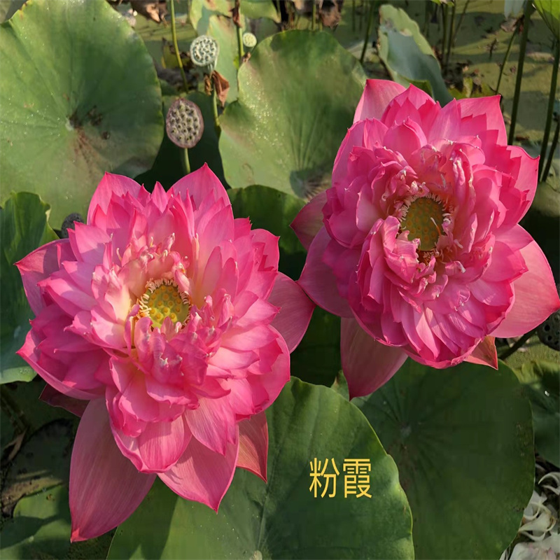 发货速度快的莲藕苗基地