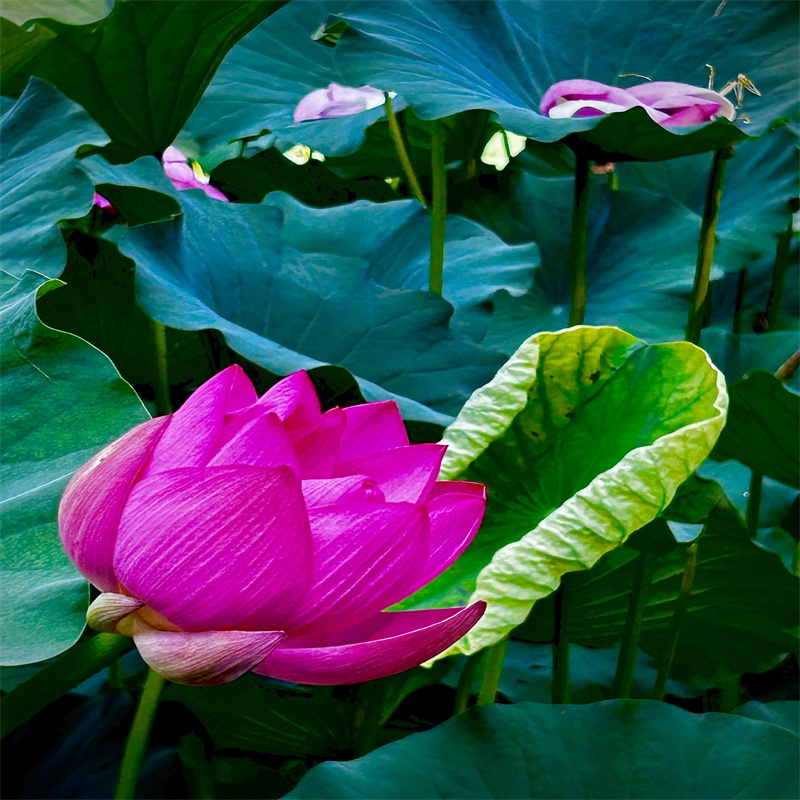 盆栽荷花苗-供应厂家