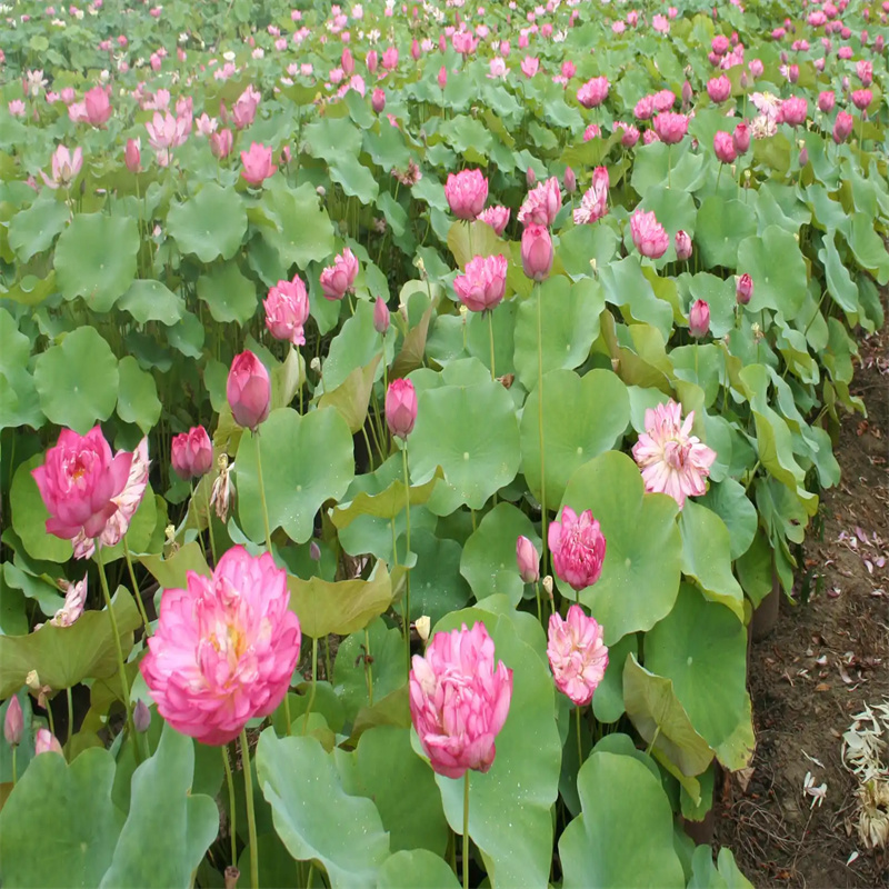 优质荷花的基地