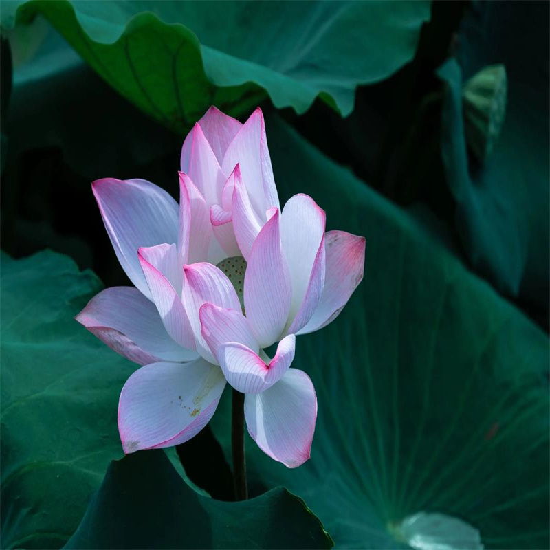 莲藕苗生产销售