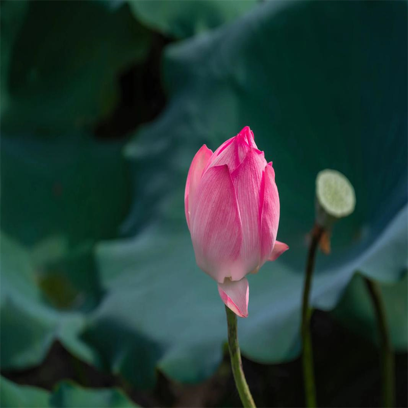 批发荷花苗_精选厂家