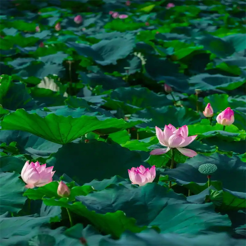 盆栽荷花苗质量上乘厂家