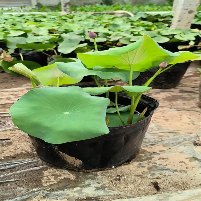 大型荷花苗质量广受好评专业品质