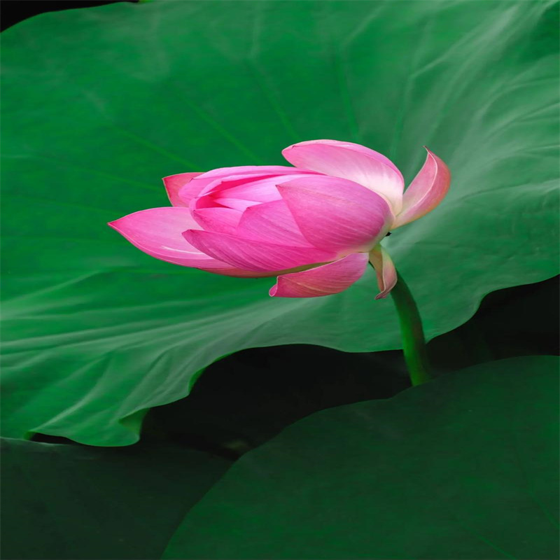 大型荷花厂家支持定制