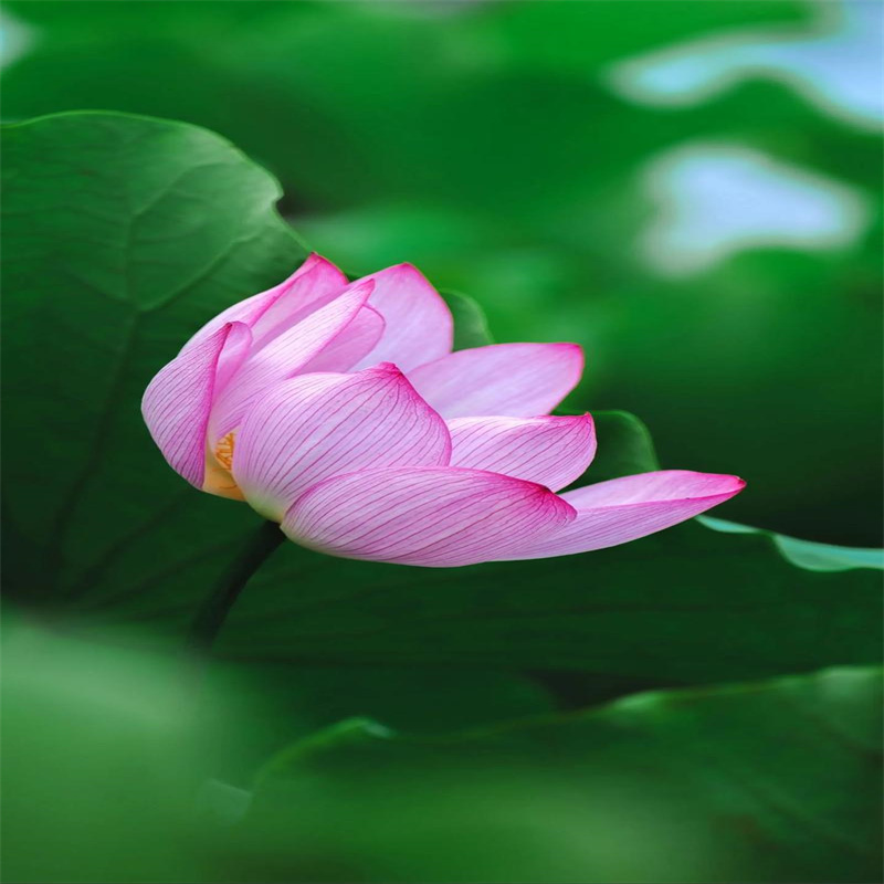 质量优的观赏荷花生产厂家