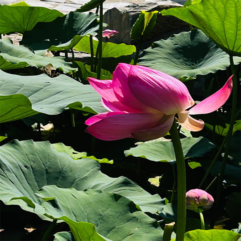 精品荷花苗-精品荷花苗服务优