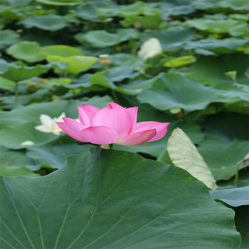 可定制的荷花苗品牌厂家