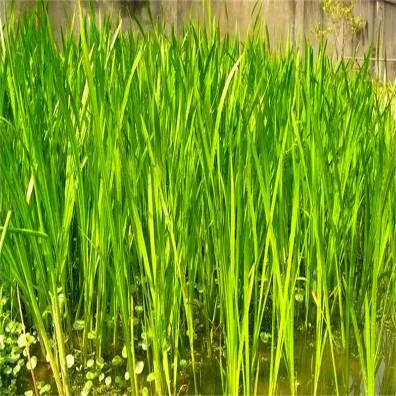 水毛茛多种规格供您选择