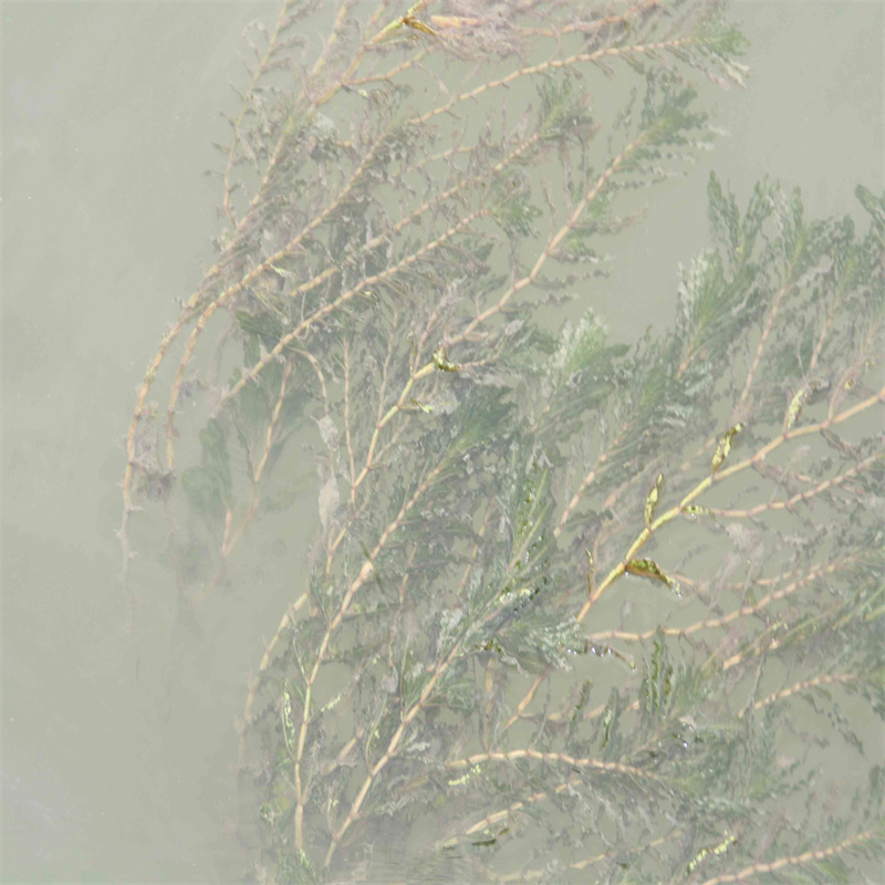 有现货的轮叶黑藻厂家