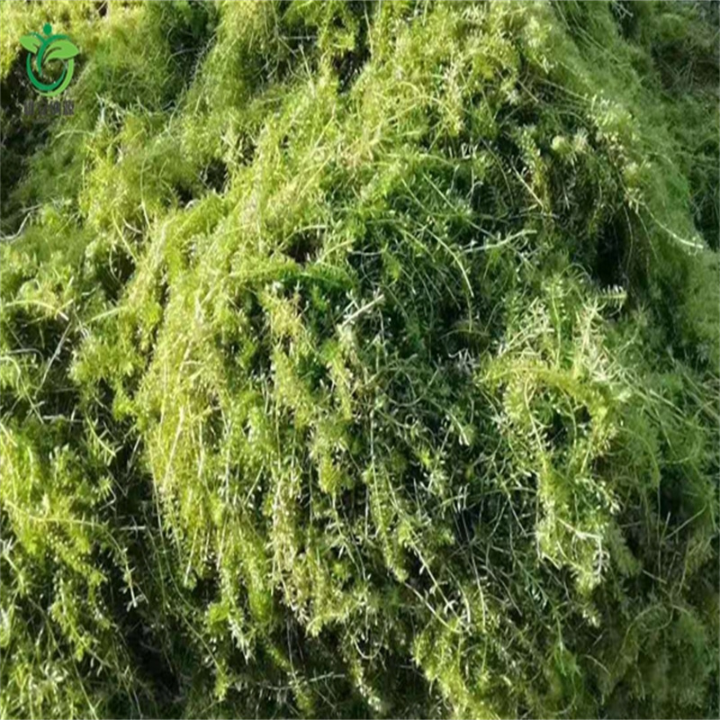 新闻：水生植物厂家