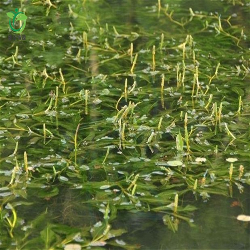 穗花狐尾藻工厂现货