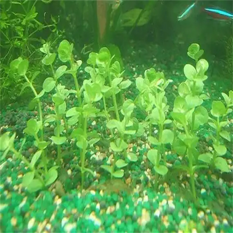 水毛茛现货齐全