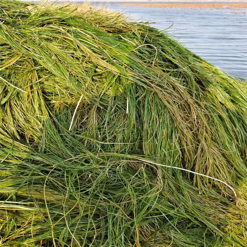 小茨藻施工方案经销商