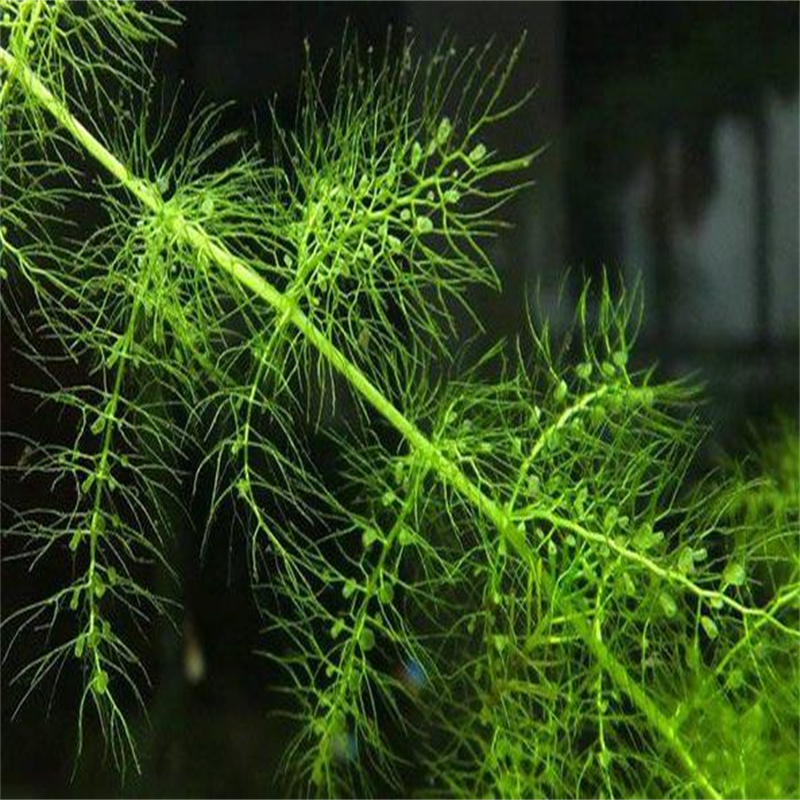 大茨藻、大茨藻厂家直销-欢迎新老客户来电咨询