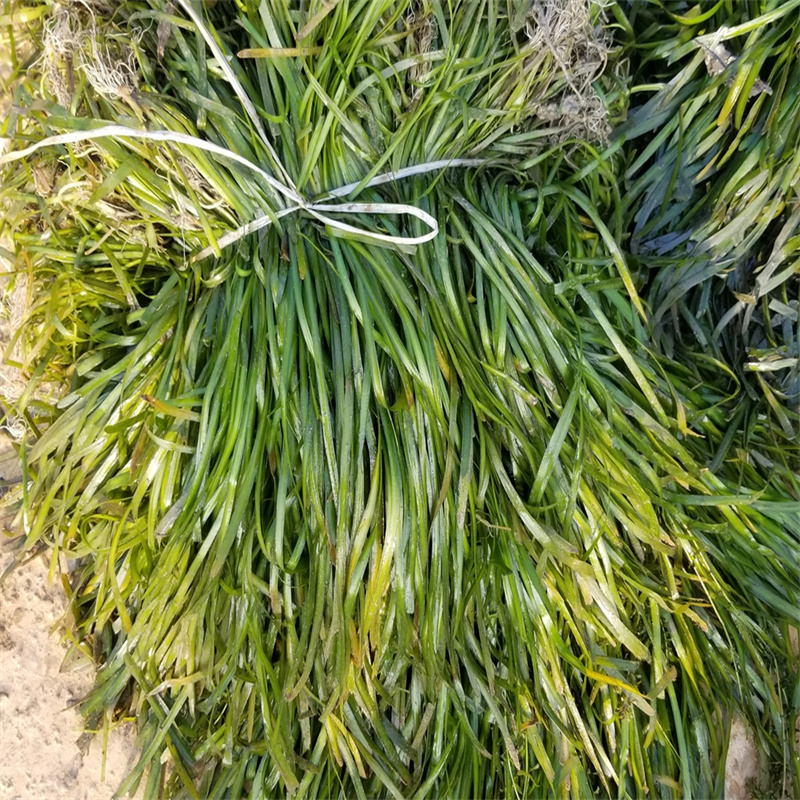 小茨藻售后无忧大厂