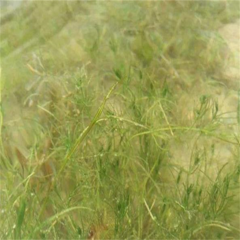 菹草购买注意事项