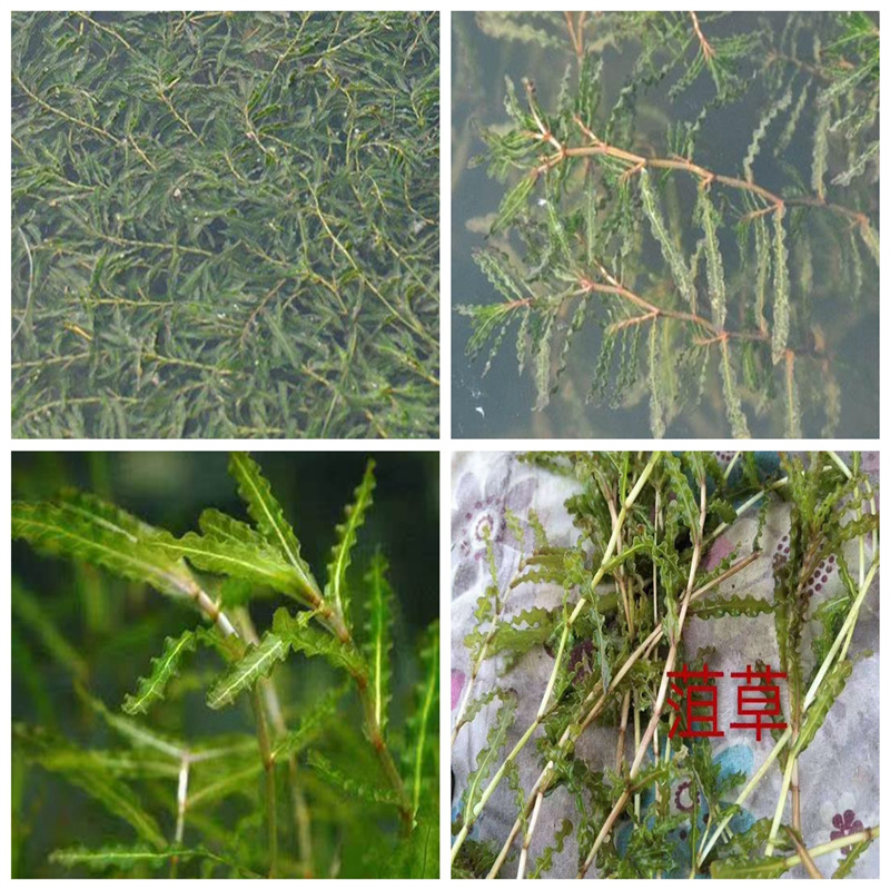 新闻：水生植物厂家