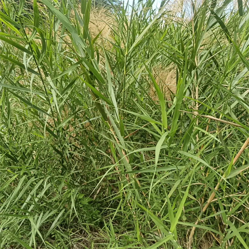 芦苇苗-芦苇种子实力派厂家