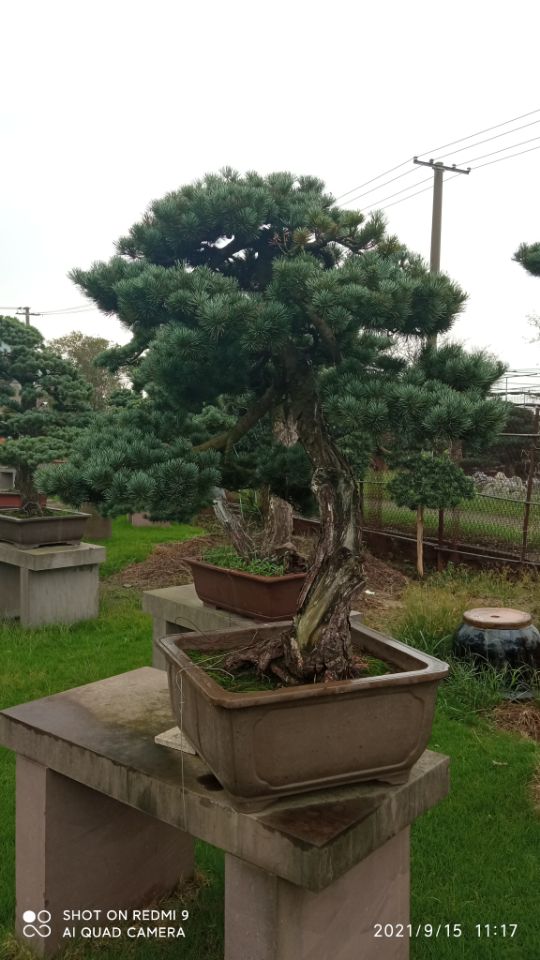 土壤固化剂生物酶土壤固化剂厂家直营